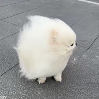 Bro is gonna fly away.mp4