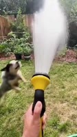#dogsareimportant.mp4