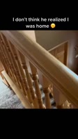 This isn’t just a dog….mp4