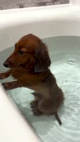 #dogbath #bathdog #bathtime.mp4