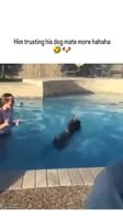 Friends forever❤️#dogfriends #doglover #doglovers #doglife #friends #friendship.mp4