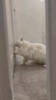 dacMsVS9m3G7Xdb6iHB26UHxI.mp4
