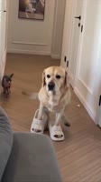 25327866966017342480.MP4