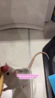 KXhTAtJSvmc9jayPMQhci7bpzr.mp4