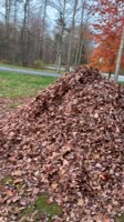 Leaf dreams 🍁🍂 #stellasleafpiles #itscoming.mp4