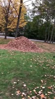 Leaf me alone 🍁🍂.mp4