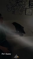 zj-ZTPSha0OB194SvCGMSrGvlj8.mp4