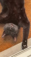Cat Dracula.mp4