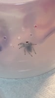 Stalker #spidertok #opheliathemonster #stopthesmoosh #tinycats #unusualpets.mp4