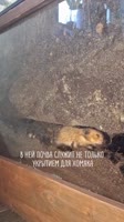 На нас посыпались сотни просьб рассказать, как все устроено. Купить гайд или готовый хомякариум..mp4