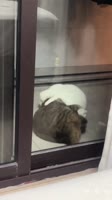 #catlover #catinstagram #catsworld #cutecat #catscatscats #catlovers.mp4