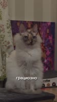 zaQDVfm7GKaEJ5CuXkIqZRTJFne.mp4