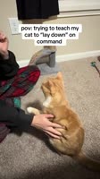 ssstik.io@arno.theorangecat1767128202238.mp4
