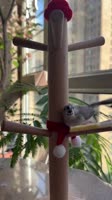 ssstik.io@bibi.cockatiel51768747248179.mp4