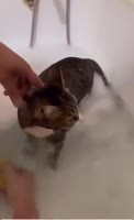 ssstik.io@boris.best.cat1768843388672.mp4