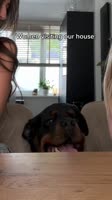 “Ladies night I’m in!!” #rottweiler #dogs #viral #funny.mp4