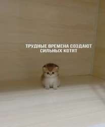 2c24c5eecfad0351c1277faaec13cf6c.webp