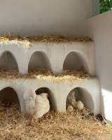 The Chicken Coop Plans - Lawrence and Louise.jpeg