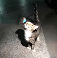 2025-09-1017-09-100.mp4