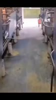 17591724731190.mp4
