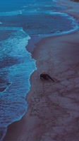 1.webm