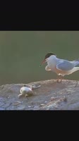 17937817143911.mp4
