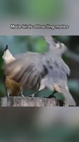 SaveClip.AppAQMDjAJ0RnrMfqQHDI1MTmLEphImpYqIXB6WSn6gQaOubamXDpoqKjFcBh-HQh74X9Z9O0T3VRmVMR6BQgIAtl7R930AnR4kpAcE.mp4