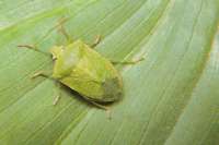 green-bedbug-leaf527840-145.jpg