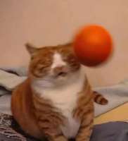 tumblr3d995f4aa217bd963c1b0d619f4dba6f6ae1e8ed1280.jpg