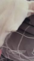 1788088503525.mp4