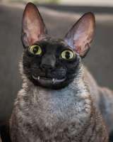 smiling-cat-pixel-6.jpg