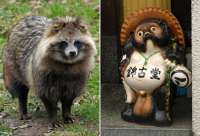 25-tanuki.jpg