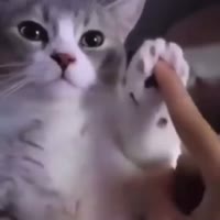 17443747094870.mp4