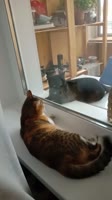 video2024-10-1111-08-08.mp4