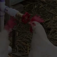 16260227357983.mp4