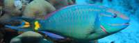 Stoplight-Parrotfish-2b9535lg.jpg