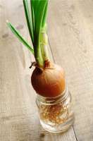 onion1.jpg