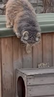 17561296506691.mp4