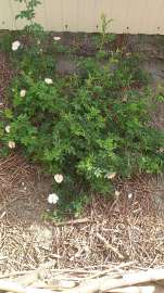 IMG-20250517-WA0000MV9xup3U0R.jpeg