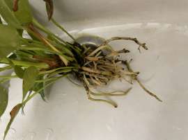 IMG4443.JPG