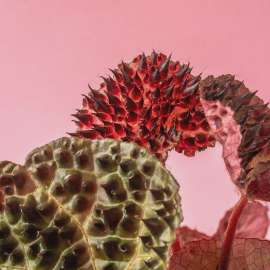 begonia-ferox-begonia-ferox--31080x.webp