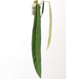 Anthurium pallidiflorum 02.jpg