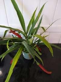 anthurium bakeri 2.jpeg