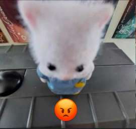 BnfrWuXsHaQagwwP2CYBS-amt-WvFRggsSU6nrA7ideE7JIQIsNY2SE4zE18iZi8lyPLxb0lcKxQmh1DCaUp3f.jpg