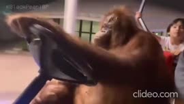 drivemonkey.mp4