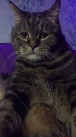 sadcat.mp4