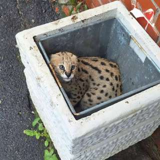 serval.jpg