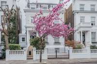 cherry-blossom-tree-front-traditional-london-townhouse-vibrant-pink-cherry-blossom-tree-full-bloom-set-against-318196223.webp