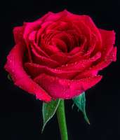 closeup-shot-red-rose-with-dew-top-black181624-28079.jpg