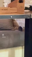 174772781408752991.mp4